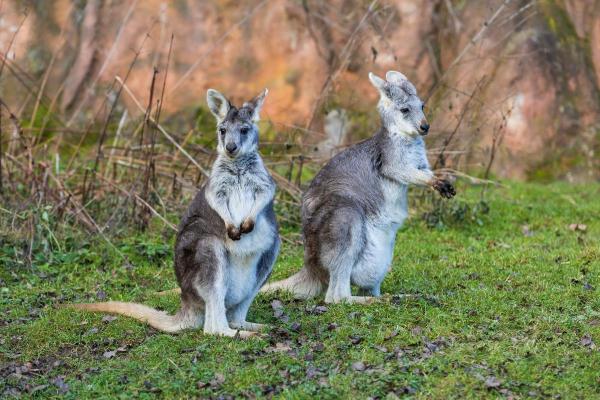 Types de kangourous - Wallaroo (Macropus robustus)