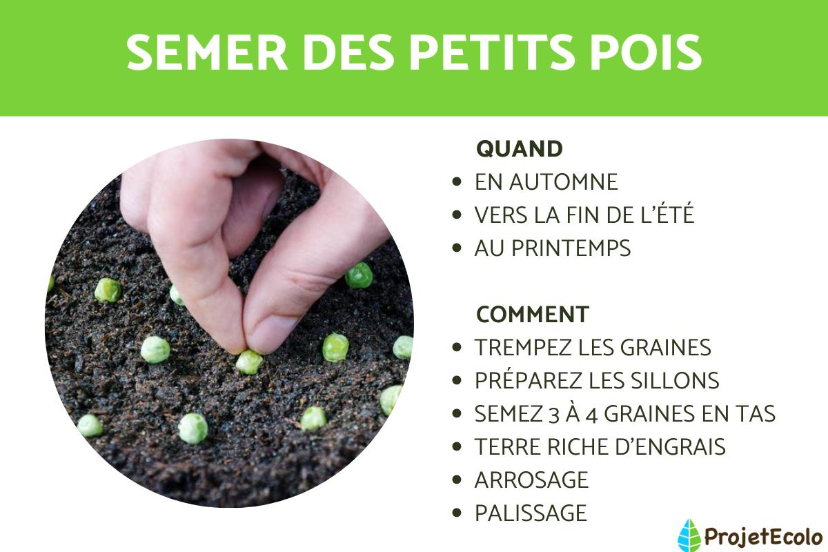 Comment semer des petits pois ?