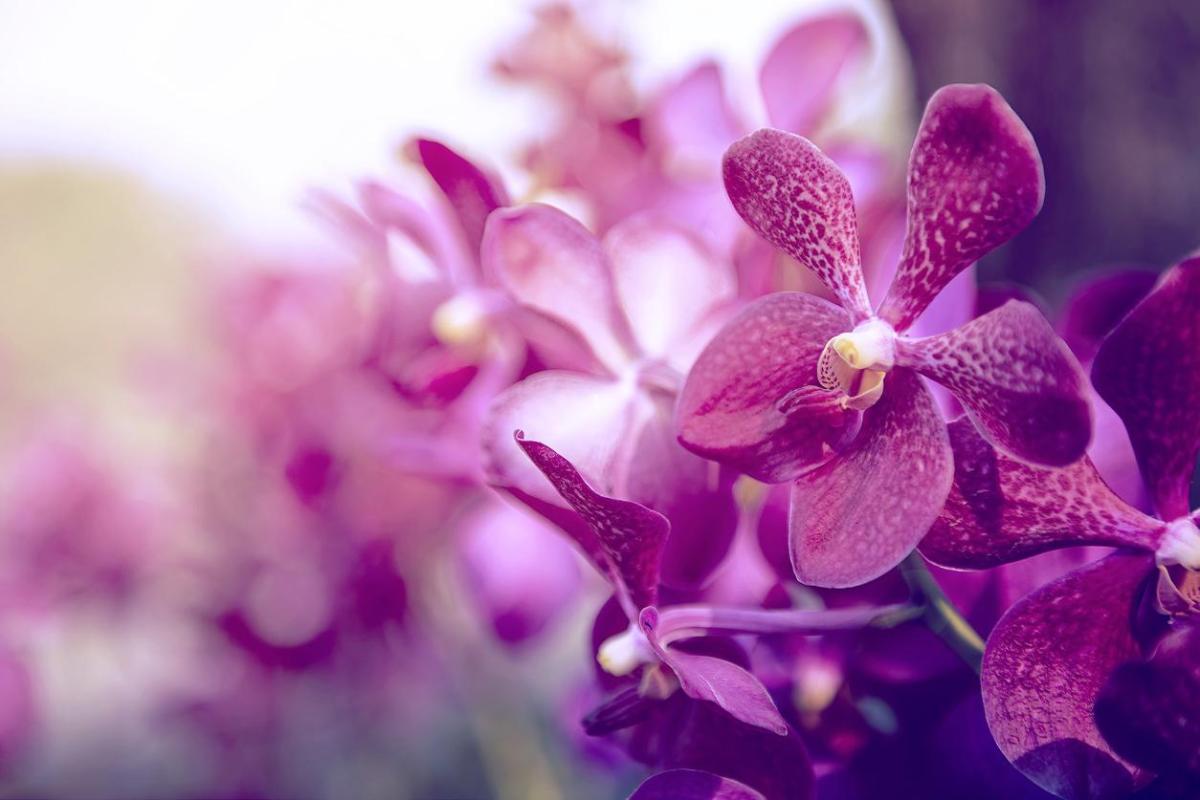 Floraison de l'orchidée