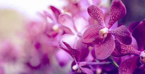 Floraison de l'orchidée