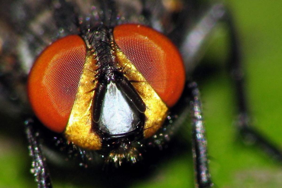 Combien d'oeil a une mouche ?