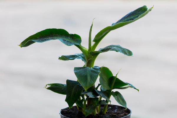 Entretien d'un bananier en pot : terreau, arrosage et transplantation - Engrais pour des bananiers en pot