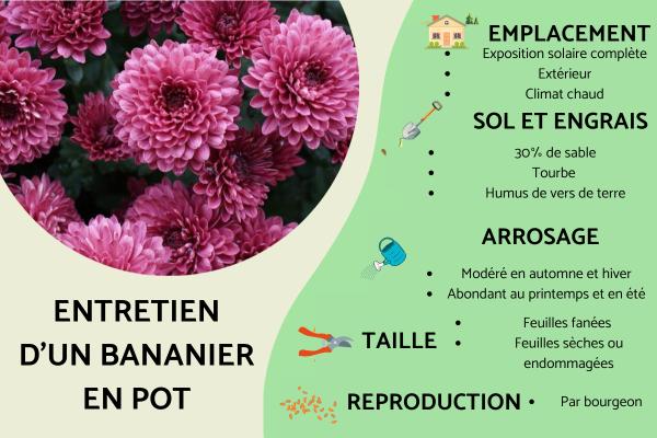 Entretien d'un bananier en pot : terreau, arrosage et transplantation