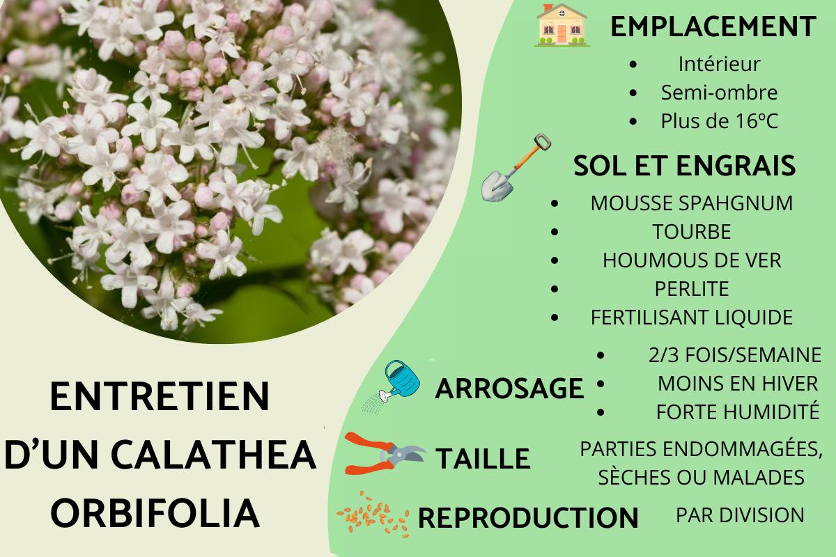 Entretien d'un Calathea orbifolia