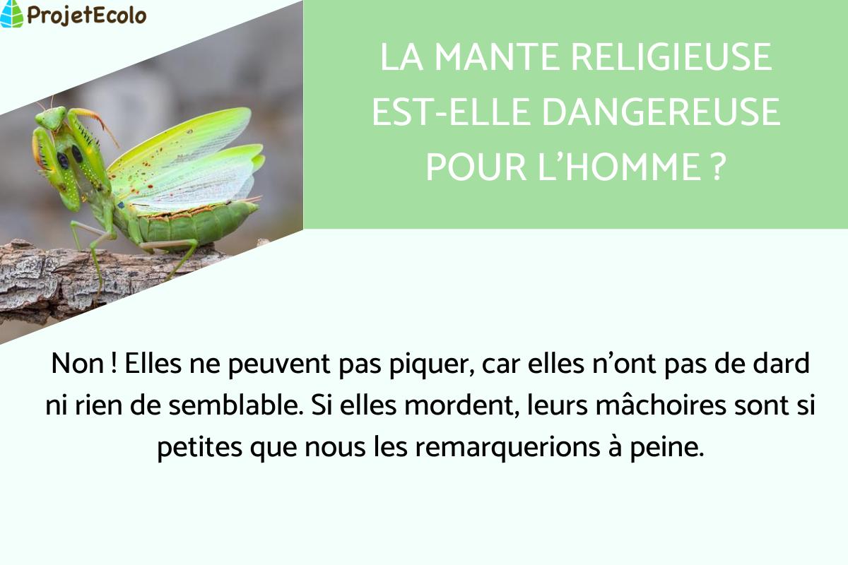 La Mante religieuse est-elle dangereuse pour l'Homme ?