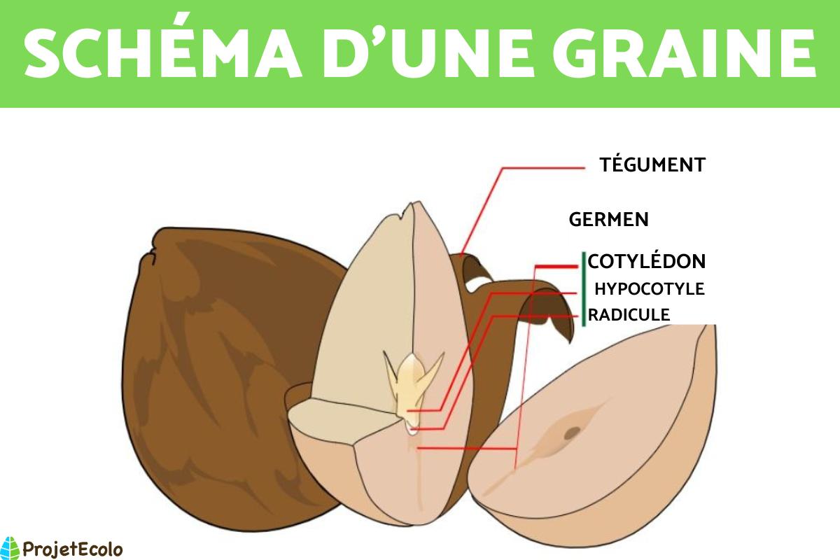 Schéma d'une graine
