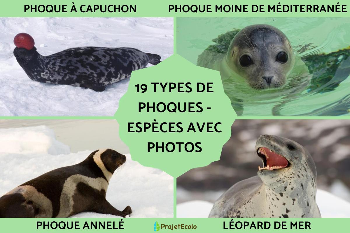 Types de phoques - Espèces avec photos