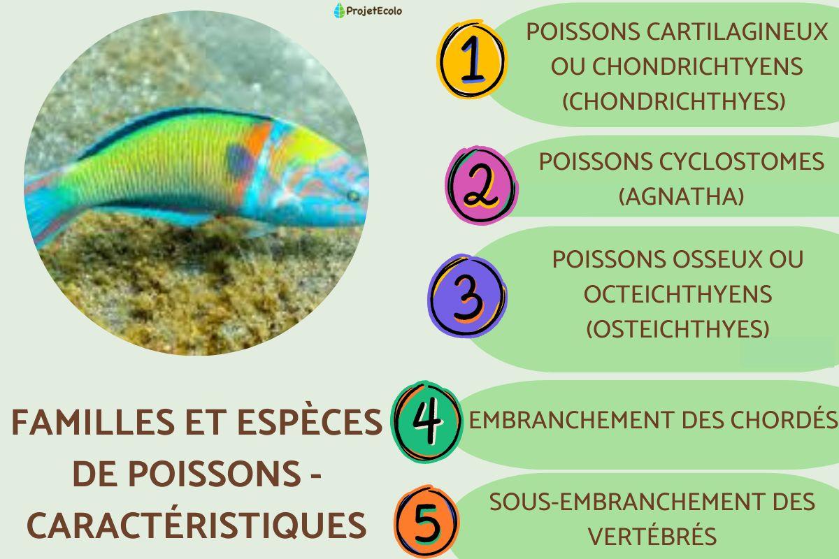 Familles et espèces de poissons - Caractéristiques