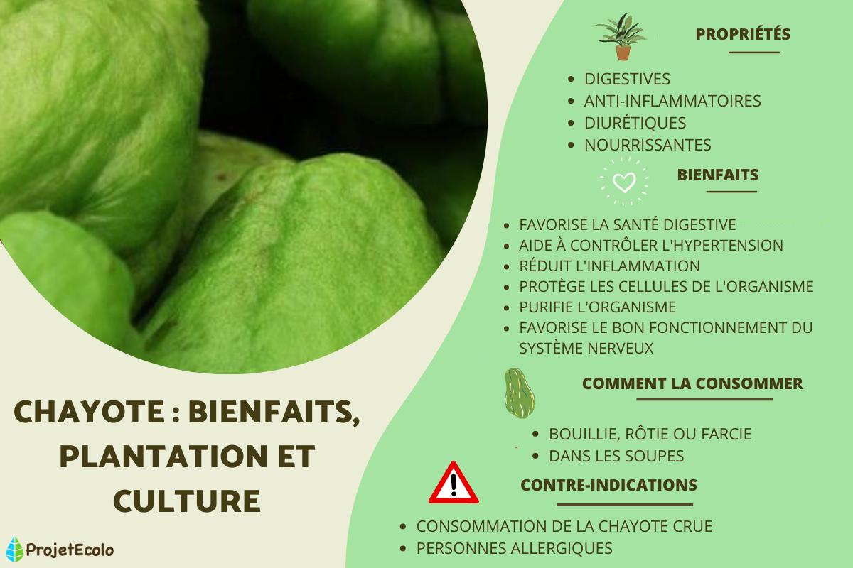 Chayote bienfaits, plantation et culture Guide complet ! Comment — free download