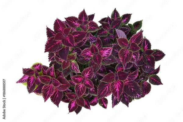 Plantes d’intérieur violettes - Coleus