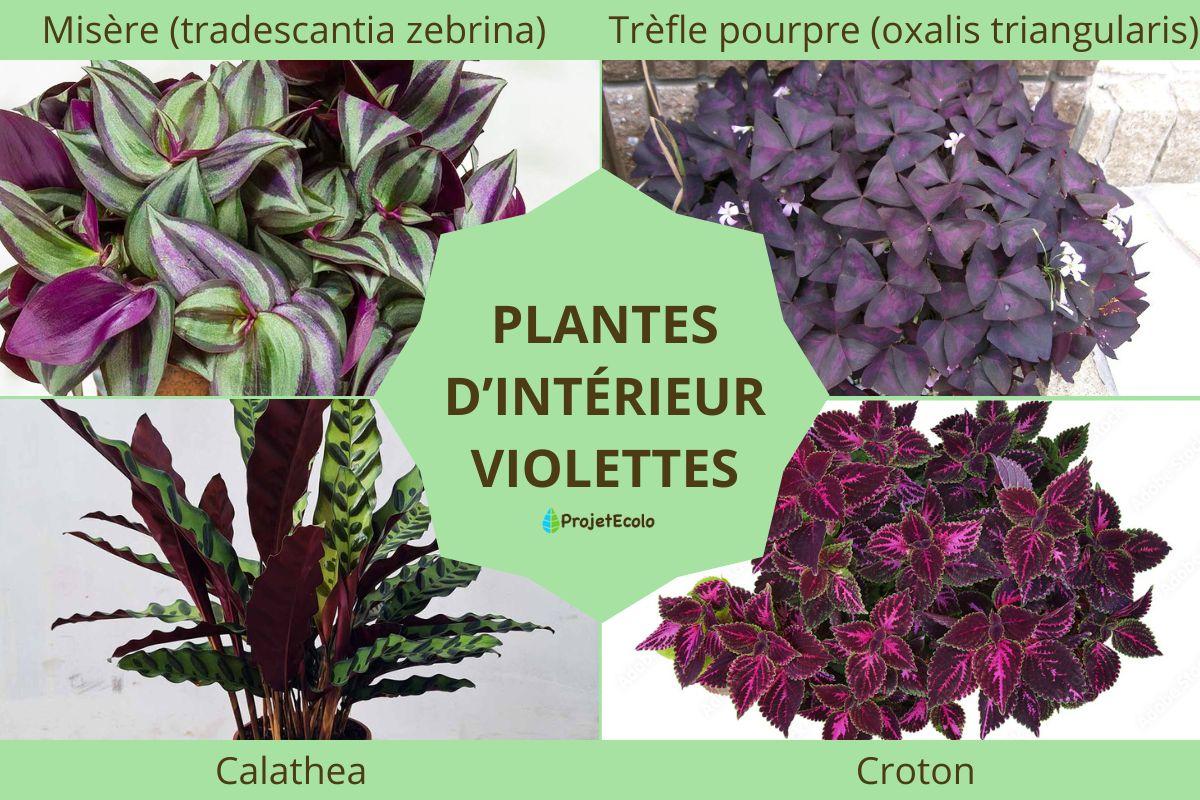 Plantes d’intérieur violettes