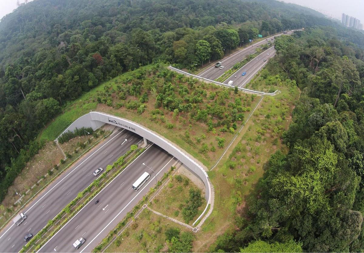 Corridor écologique : Définition, exemples et importance