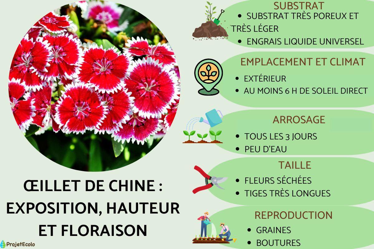 Œillet de Chine : exposition, hauteur et floraison
