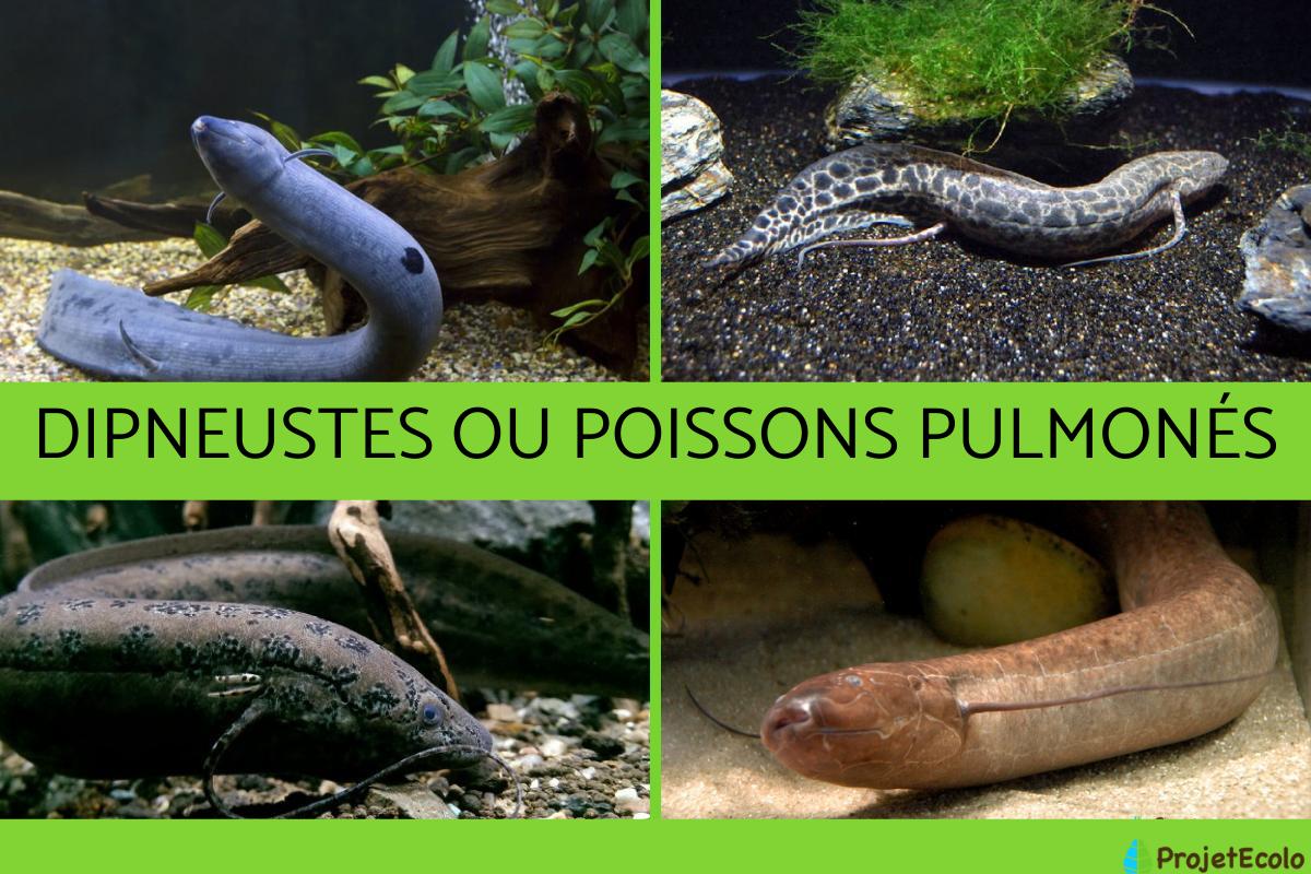 Poissons pulmonés : caractéristiques, habitat et comportement