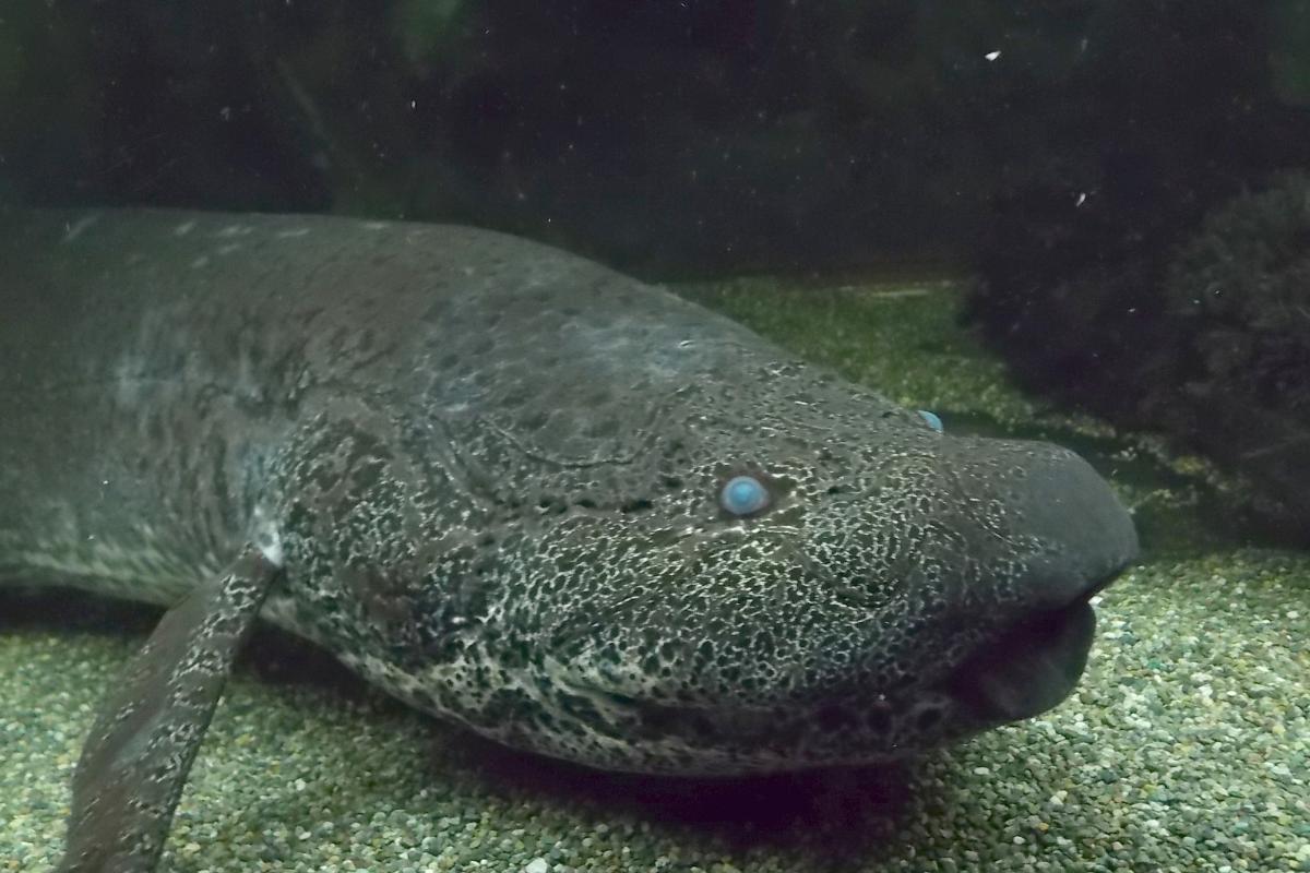 Poissons pulmonés caractéristiques, habitat et comportement EXEMPLES