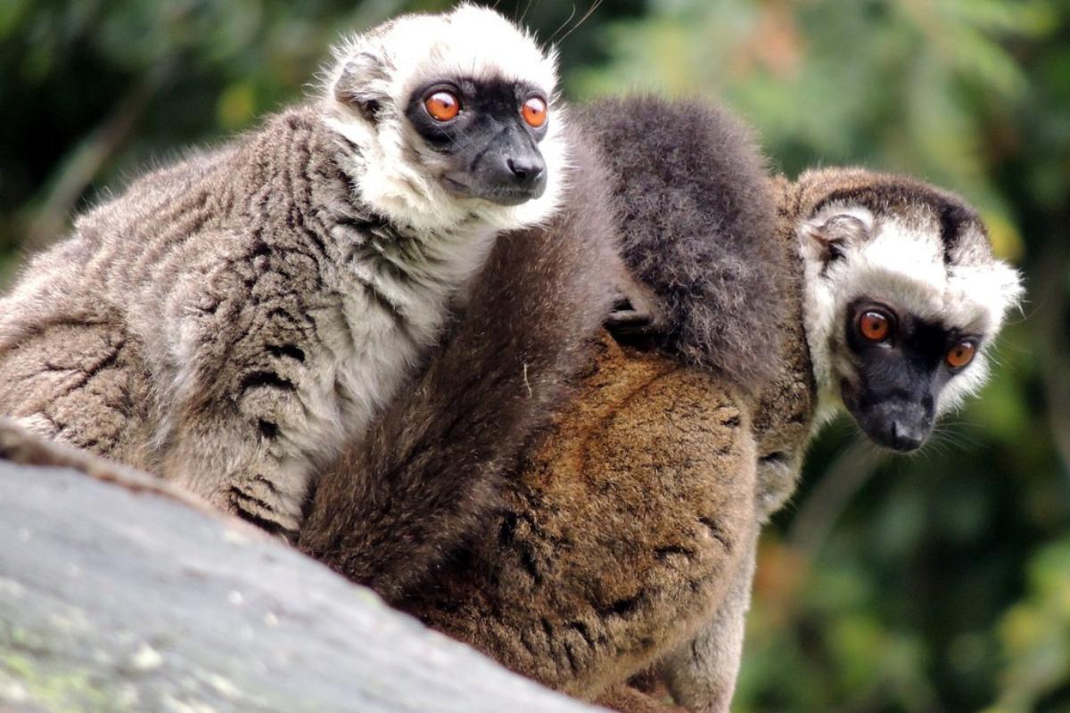 +30 types de singes Noms et PHOTOS — free download