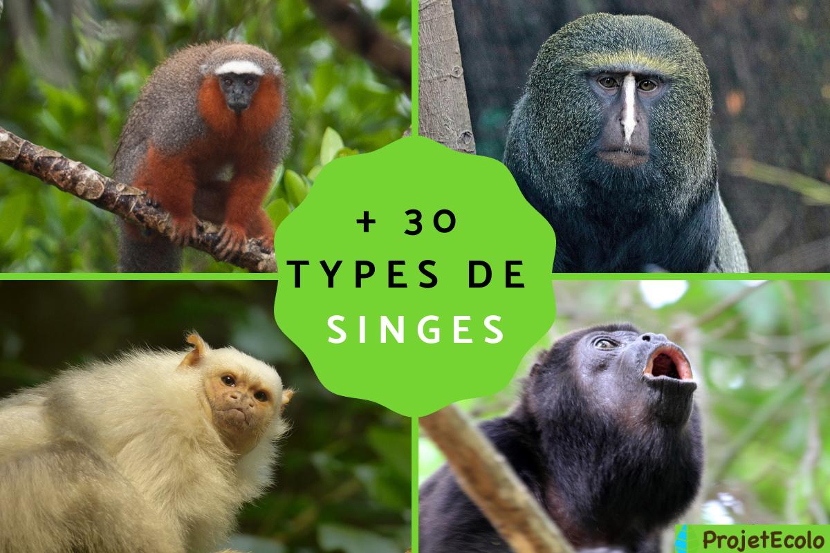 Nom Petit Singe Nom Du B b Singe TZXPTR