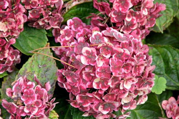 Variétés d'hortensias - H. macrophylla Frau Nobuko
