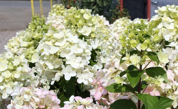 Variétés d'hortensias - H. macrophylla Hokomano