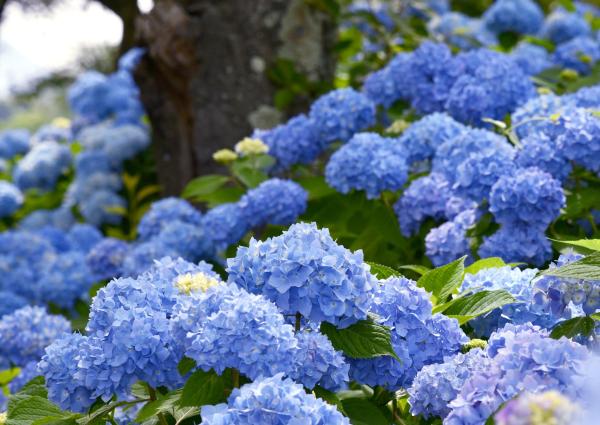 Variétés d'hortensias - H. macrophylla La France