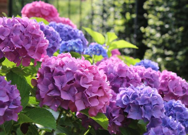 Variétés d'hortensias - H. macrophylla Zaza