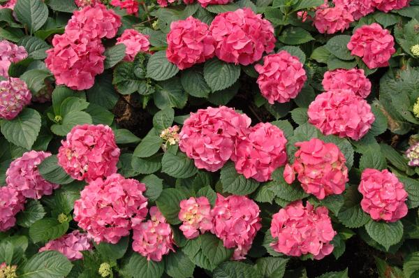 Variétés d'hortensias - Hortensia Rosita (H. macrophylla Rosita)