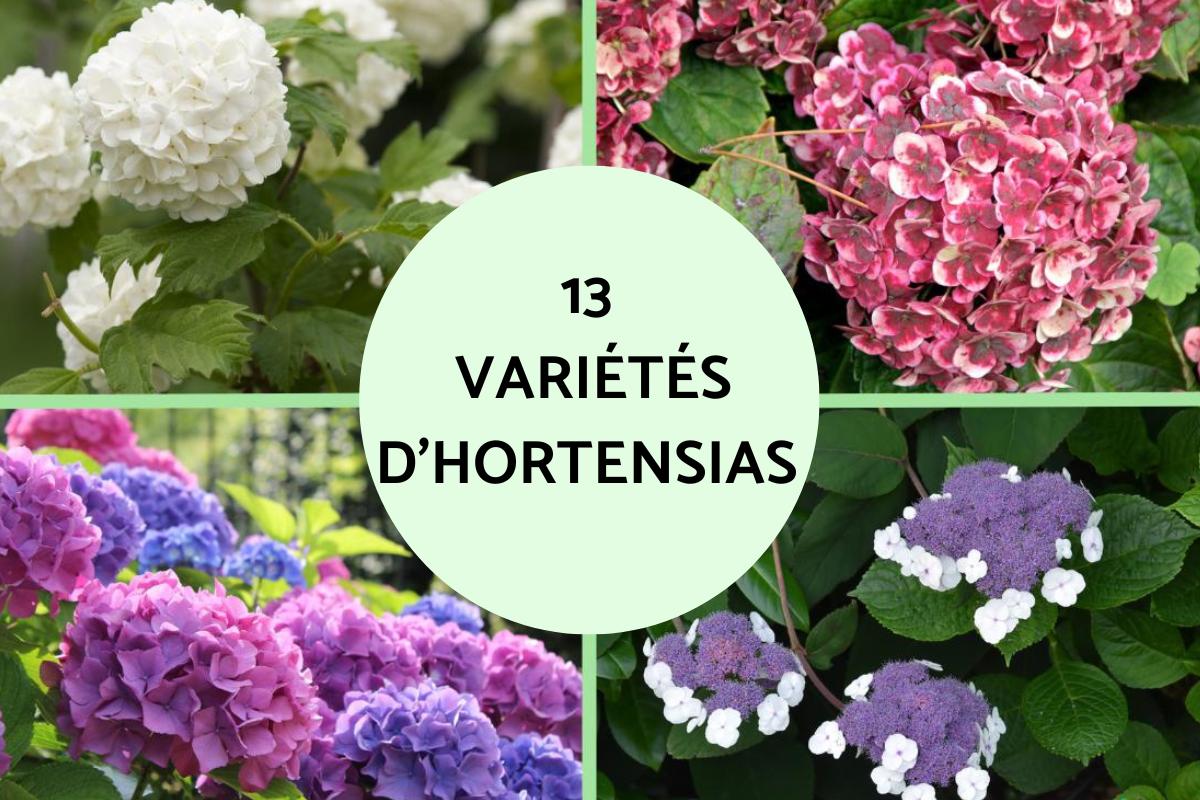 Variétés d'hortensias