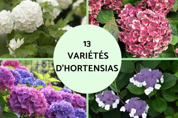Variétés d'hortensias