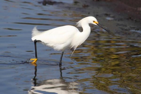 Échassier : Définition et liste - Aigrette neigeuse (Egretta thula)