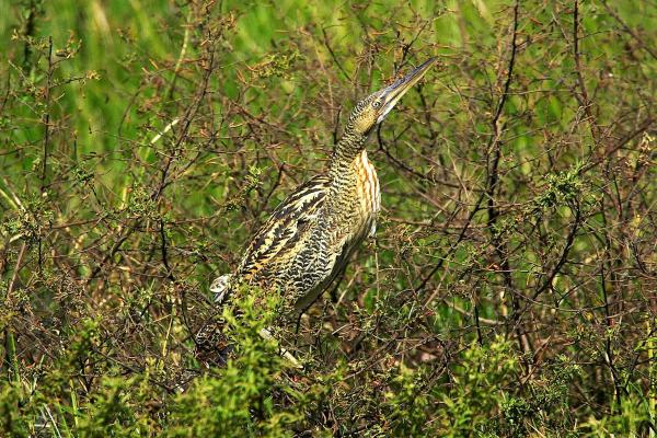 Échassier : Définition et liste - Butor mirasol (Botaurus pinnatus)