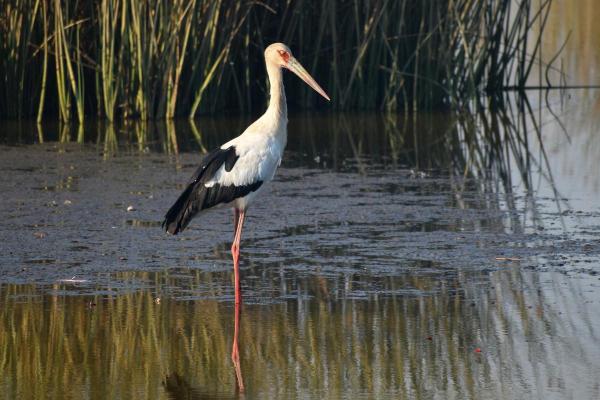 Échassier : Définition et liste - Cigogne maguari (Ciconia maguari)