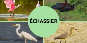 Échassier : Définition et liste