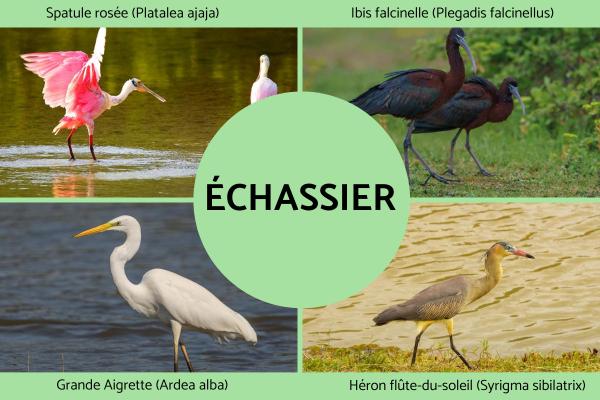 Échassier : Définition et liste