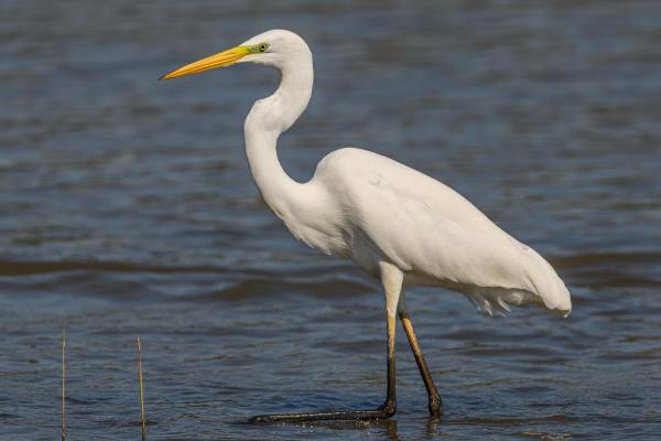 Échassier : Définition et liste - Grande Aigrette (Ardea alba)