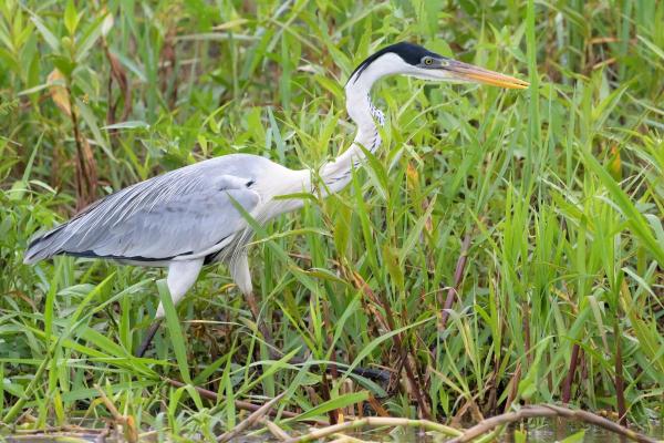 Échassier : Définition et liste - Héron cocoi (Ardea cocoi)