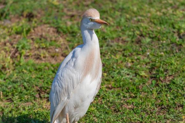 Échassier : Définition et liste - Héron garde-bœufs (Ardea ibis)