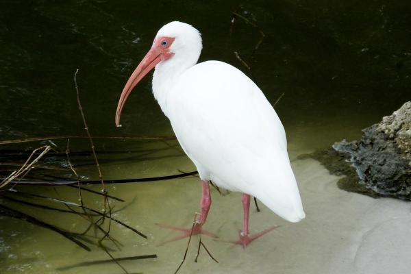 Échassier : Définition et liste - Ibis blanc (Eudocimus albus)