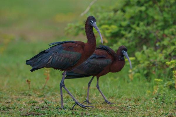 Échassier : Définition et liste - Ibis falcinelle (Plegadis falcinellus)