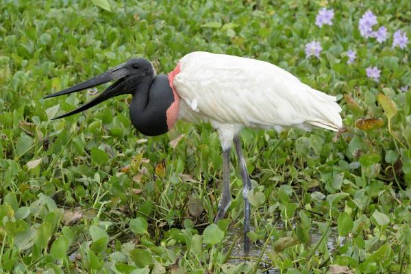 Échassier : Définition et liste - Jabiru d'Amérique (Jabiru mycteria)