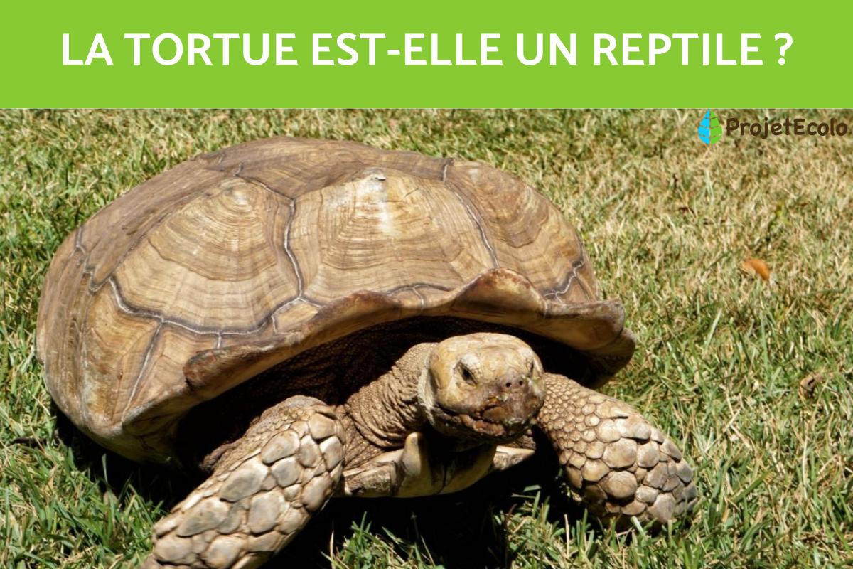 La tortue est-elle un reptile ?