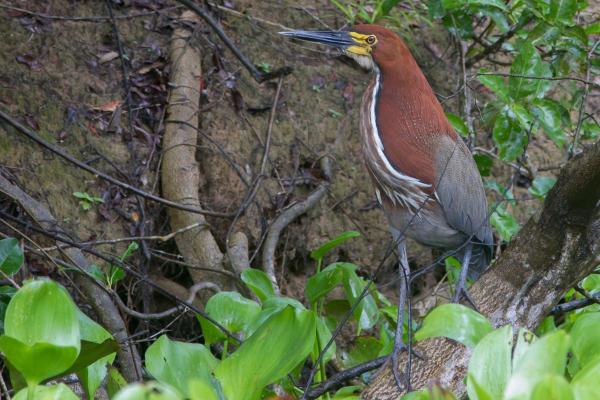 Échassier : Définition et liste - Onoré rayé (Tigrisoma lineatum)