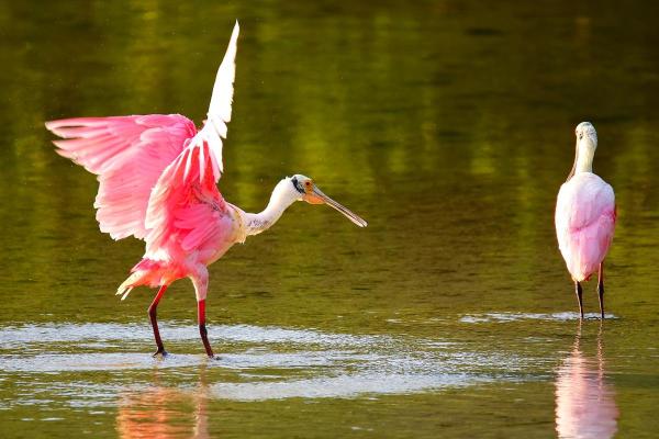 Échassier : Définition et liste - Spatule rosée (Platalea ajaja)