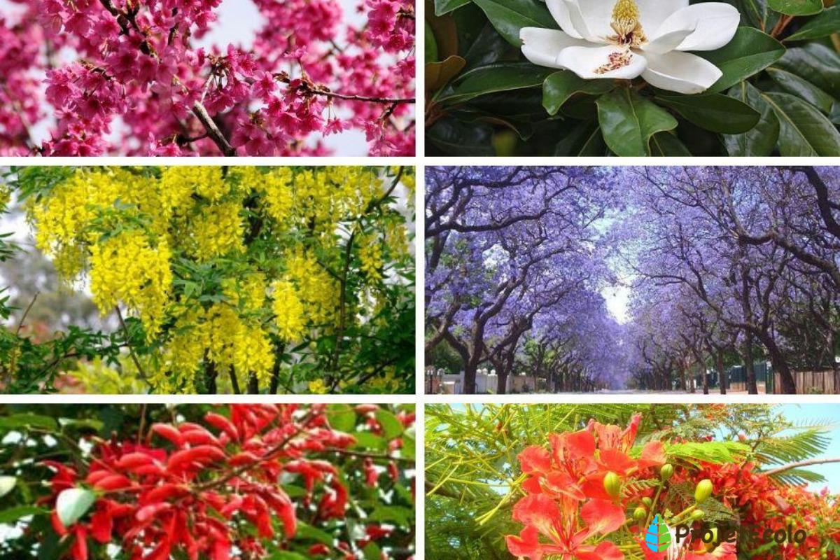 18 arbres à fleurs - Rouges, bleues, roses et blanches