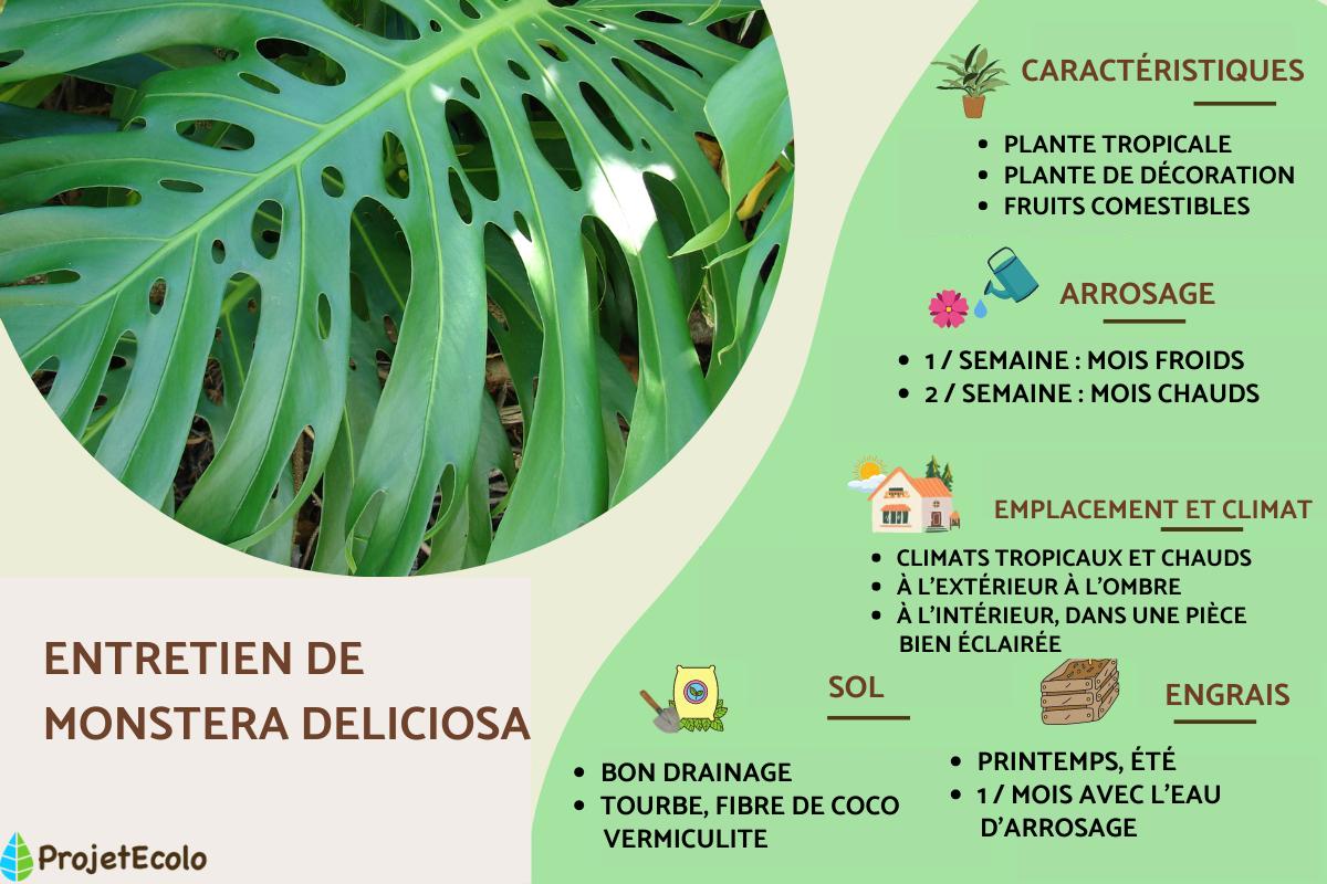 philodendron jungle 4