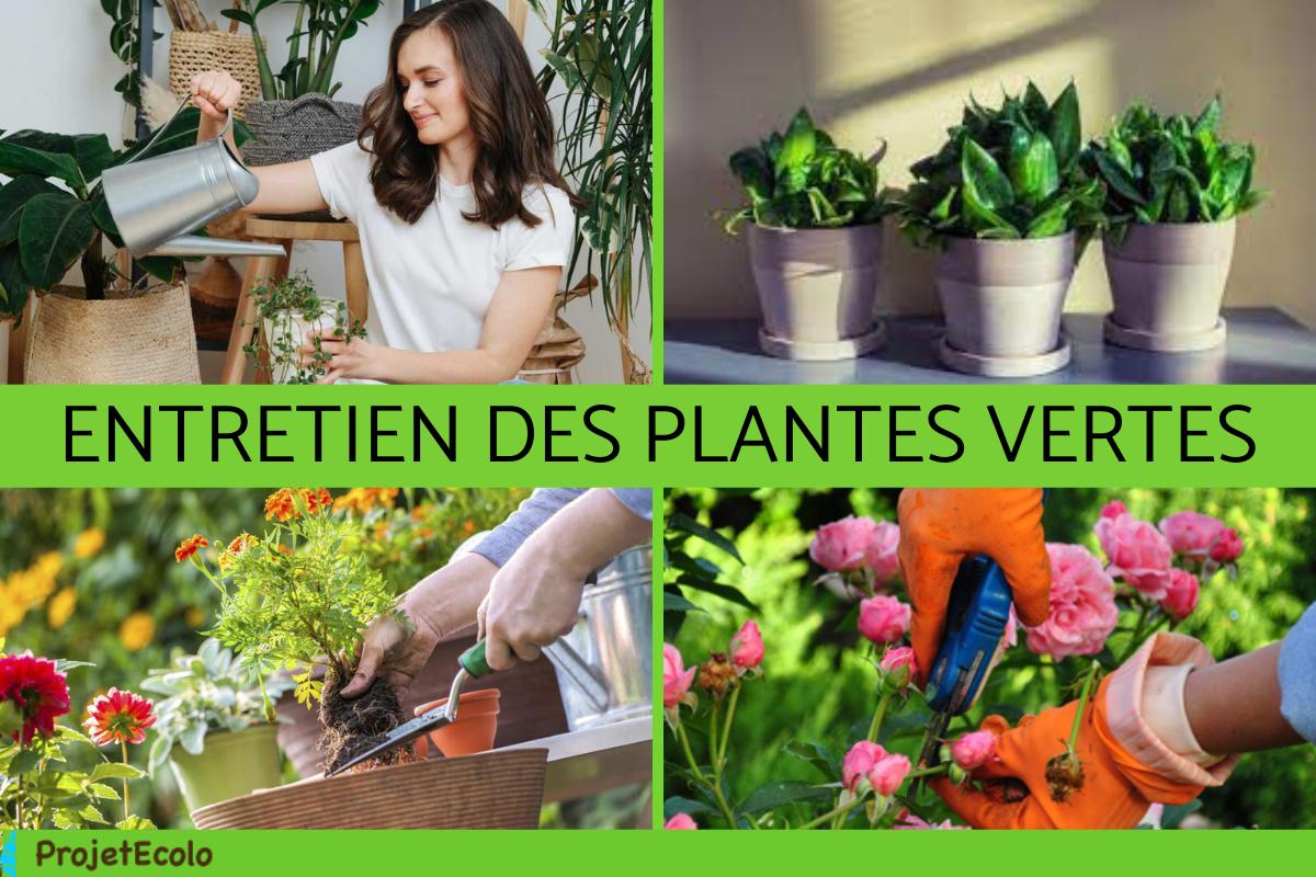 Comment entretenir ses plantes