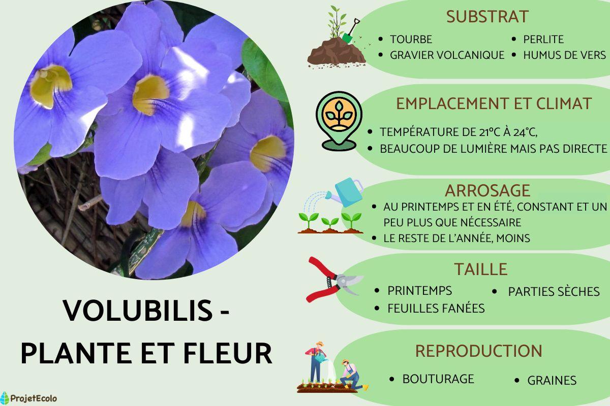 Volubilis - Plante et fleur