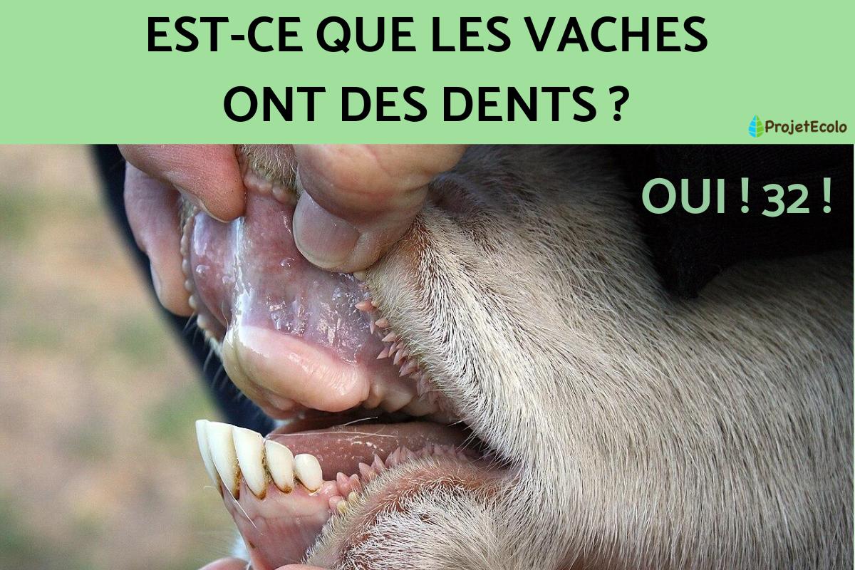 Anatomie Des Dents De Vache Modèle D'anatomie De Vache Vision 4D Pour — free download