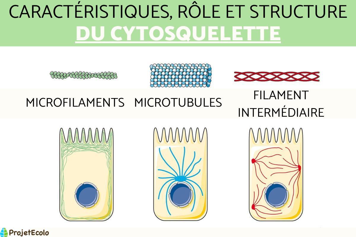 Cytosquelette : définition, caractéristiques, rôle et structure