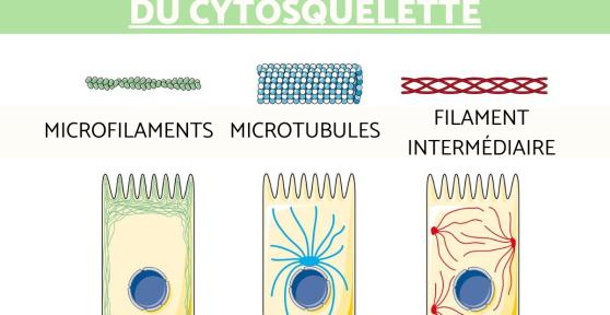 Cytosquelette : définition, caractéristiques, rôle et structure