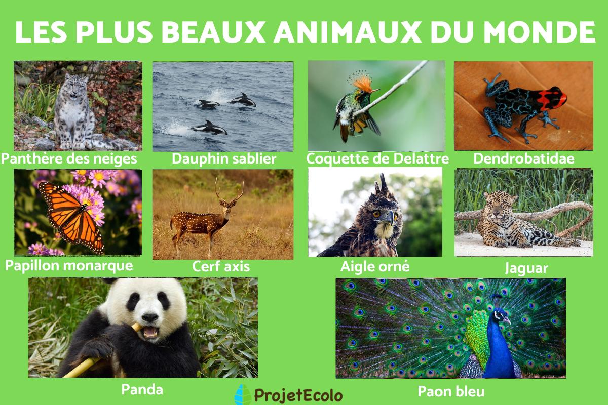 Les plus beaux animaux du monde